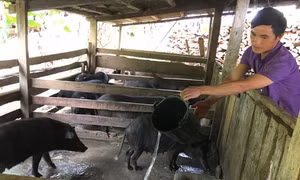 Làm giàu từ nuôi lợn thịt