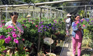 Làng hoa Chợ Lách và Sa Đéc vào vụ 