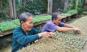 Mùa ươm rau giống ở Đại Lộc