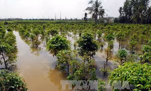Hàng chục ha lúa và hoa màu ở Cà Mau bị thiệt hại 