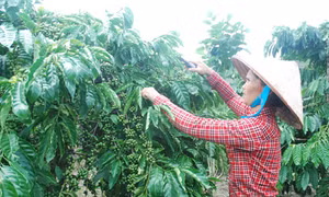 Thúc đẩy liên kết bằng quy hoạch