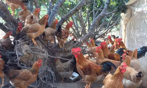 Nâng cao chất lượng, thương hiệu gà đồi Yên Thế