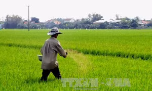 Sức sống mới ở vùng căn cứ Tràm Dưỡng, Kiên Giang