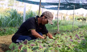 Nông nghiệp hữu cơ gặp khó vì thiếu chứng nhận