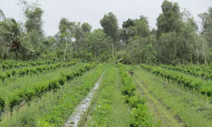 “Tỷ phú cam sành” Vĩnh Long