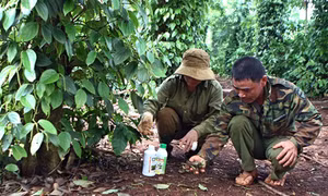 Làm rõ nguyên nhân hồ tiêu rụng hàng loạt 