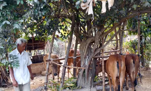 Việc làm ý nghĩa của một nông dân