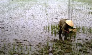 Nhiều ha lúa cấy sớm bị chết rét 