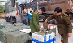 Bắt giữ 4.000 con chim bồ câu nhập lậu từ Trung Quốc 