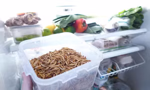 Cuộc cách mạng thực phẩm ấu trùng