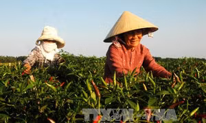 Giá ớt tăng cao, nông dân phấn khởi