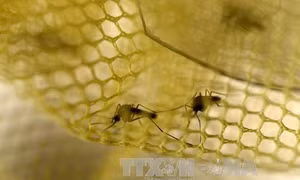 Trung Quốc xác nhận ca nhiễm virus Zika thứ ba