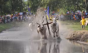 Number 1 đồng hành cùng Lễ hội đua bò Bảy Núi
