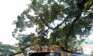 Dưới bóng đa mờ sương