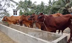 Thương hiệu bò Ba Tri chính thức được công nhận 
