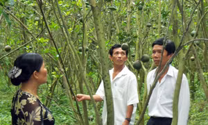 Nông dân người Khmer sản xuất giỏi 