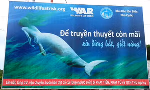 Mỏi mắt tìm “nàng tiên cá”