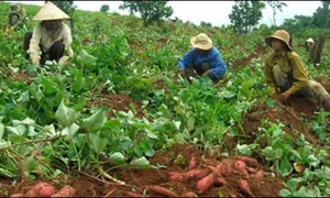 Nông dân trồng khoai lang điêu đứng vì bệnh chết dây