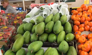 Xoài xanh Việt Nam ngày càng được ưa chuộng tại thị trường Australia