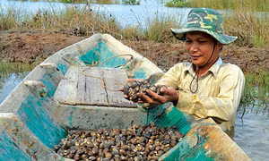 Phát triển nghề nuôi sò huyết ở An Biên 