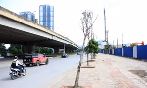 Khẩn trương trồng thay thế cây chết tại Nguyễn Xiển - Nghiêm Xuân Yên