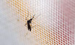 Trung Quốc ghi nhận trường hợp nhiễm virus Zika đầu tiên 