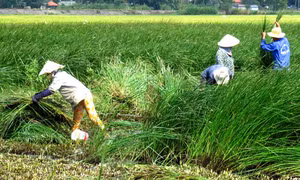 Phụ nữ Phú Yên giúp nhau làm giàu