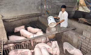 Hộ nghèo giảm nhanh nhờ nguồn vốn ưu đãi
