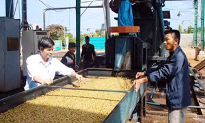 Công nghiệp chế biến cà phê ở Đắk Lắk còn hạn chế