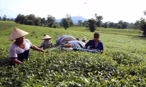 Phú Thọ mở rộng diện tích sản xuất chè an toàn 