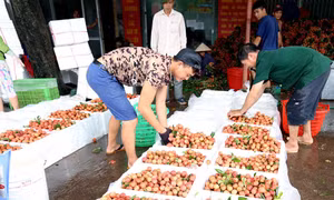 Quả vải lên đường xuất ngoại
