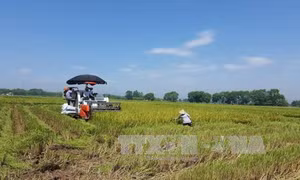 Trên 42.300 ha lúa ở phía Bắc sản xuất theo “cánh đồng lớn”