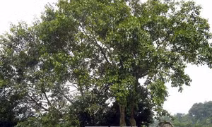 Hành trình duy trì sự sống cho Cây đa Tân Trào