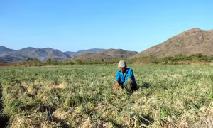 Nam Trung Bộ vào mùa“khát nước”