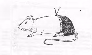 Ig Nobel tái xuất với những giải thưởng "ngược đời"
