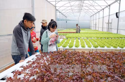 Hàng ngàn doanh nghiệp nông nghiệp đang 'đói' vốn ảnh 1