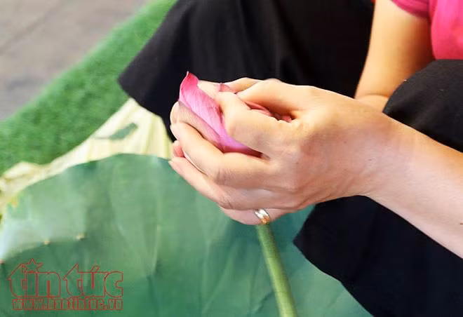 Trà sen Hồ Tây: Nét độc đáo của Thủ đô ảnh 6