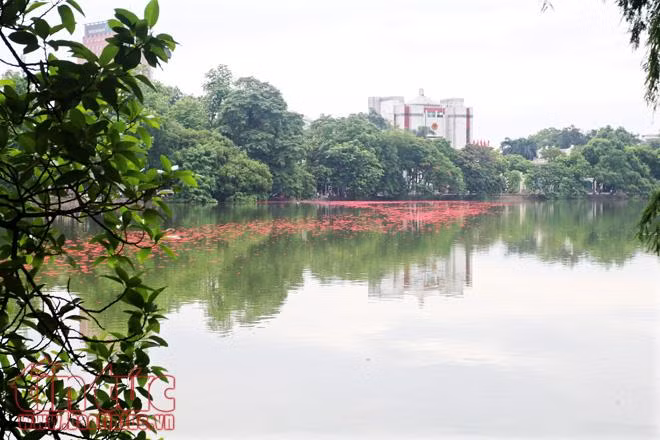 Ngẩn ngơ lộc vừng rắc thảm đỏ hồ Gươm ảnh 12