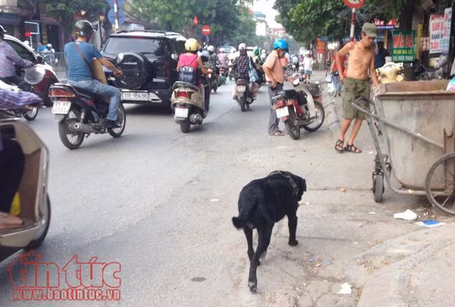 Hoảng hồn với chó không rọ mõm nơi công cộng ảnh 2