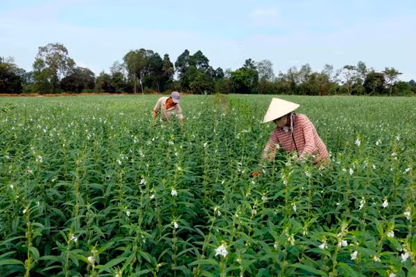 Tính lại bài toán cây lúa ở Tây Nam Bộ ảnh 2