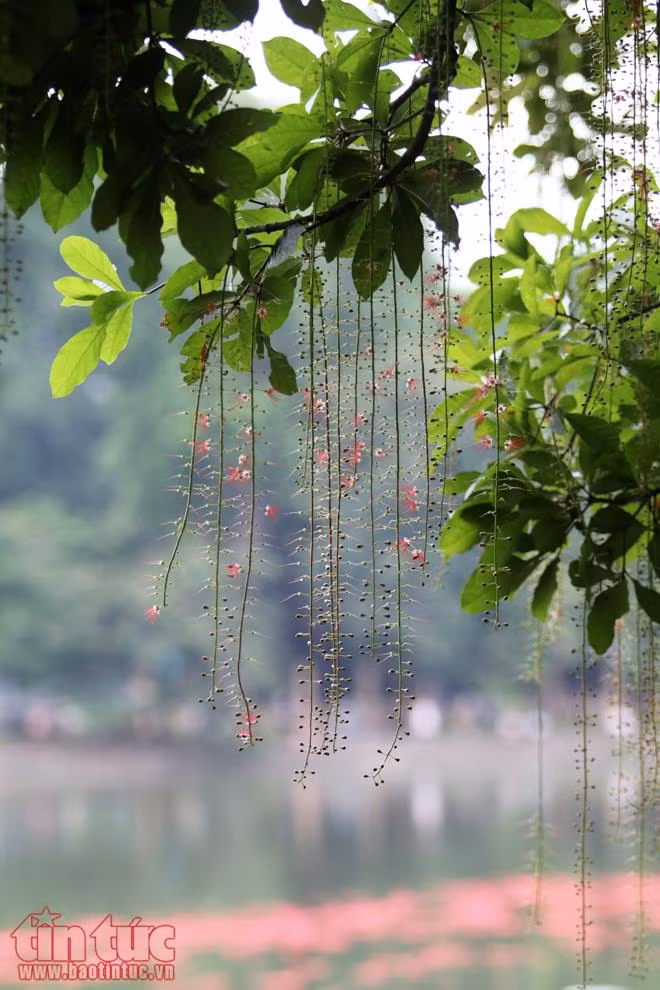 Ngẩn ngơ lộc vừng rắc thảm đỏ hồ Gươm ảnh 1