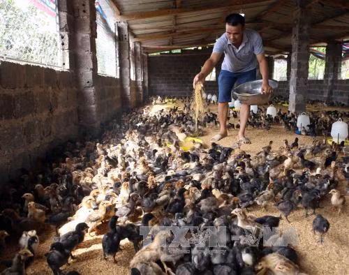 Ngân hàng Chính sách xã hội hoàn thành 71% kế hoạch tăng trưởng ảnh 1