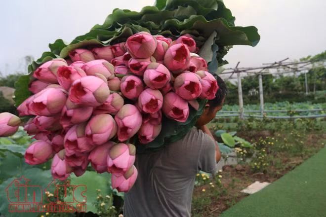 Trà sen Hồ Tây: Nét độc đáo của Thủ đô ảnh 2