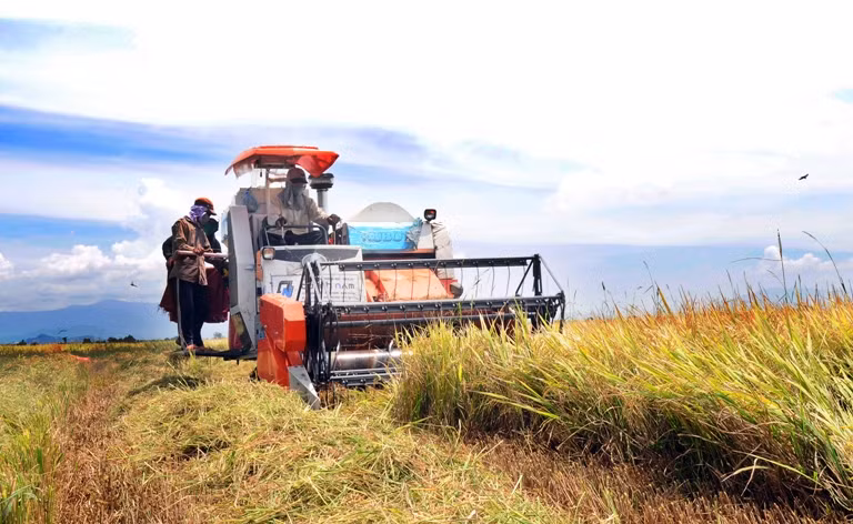 Khuyến cáo nông dân không bán lúa để tránh bị ép giá ảnh 1