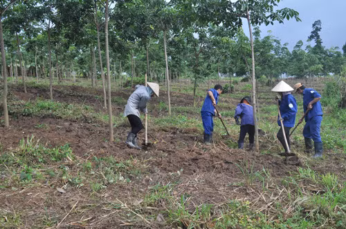 Tái cơ cấu theo hướng phát triển bền vững ảnh 1