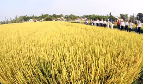 Liên kết yếu, cánh đồng mẫu lớn vẫn nhỏ ảnh 1