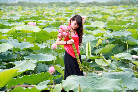 Phong trào chụp ảnh với hoa sen: Tìm lại một nét xưa ảnh 3