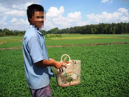 Hoảng hồn rau muống nhiễm độc thuốc trừ sâu ảnh 1