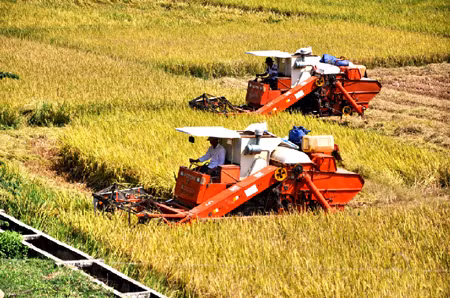 Việt Nam trước cuộc khủng hoảng thừa lúa gạo ảnh 1