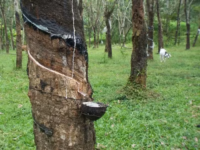 Ba nước Đông Nam Á có thể hợp tác ngăn chặn đà giảm giá cao su ảnh 1